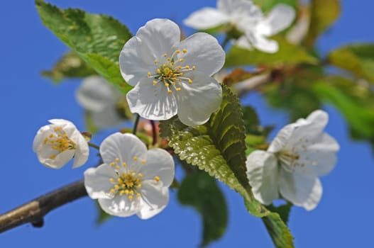 Cherry blossom