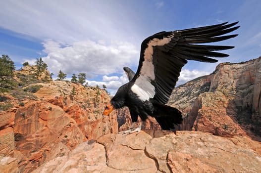 California Condor in Zion NP