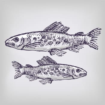 Drawing trout