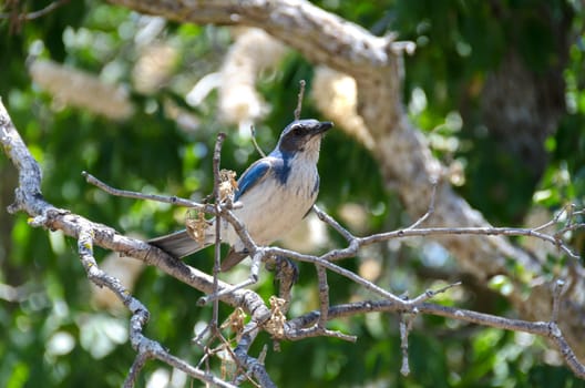 bird blue and white in Sequoia National Park in California