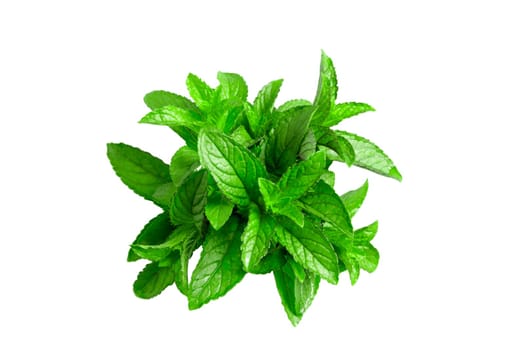 Mint spring on white background.