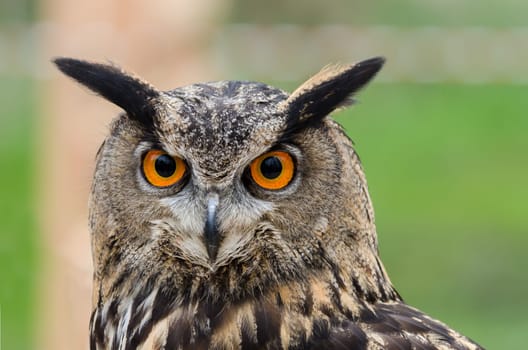 owl with yellow eyes on the perch