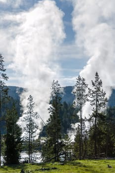geysers among the trees in Yellowstone National Park in Wyoming