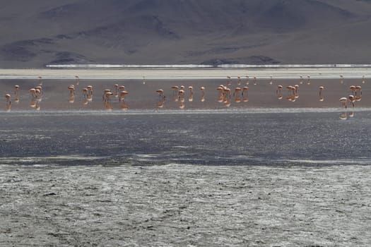 Flamencos in Eduardo Alveroa, Uyuni Bolivia