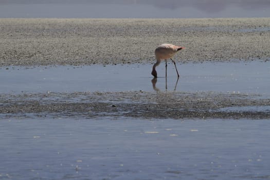 Flamencos in Eduardo Alveroa, Uyuni Bolivia