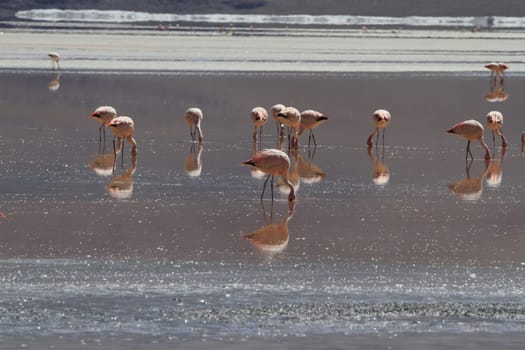 Flamencos in Eduardo Alveroa, Uyuni Bolivia