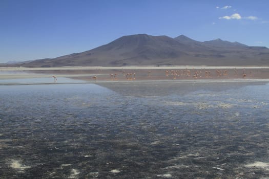 Flamencos in Eduardo Alveroa, Uyuni Bolivia