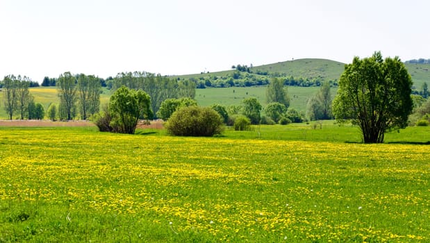 Beautiful countryside landscape in Transylvania, with green grass and dandelions