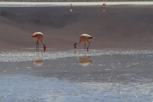 Flamencos in Eduardo Alveroa, Uyuni Bolivia