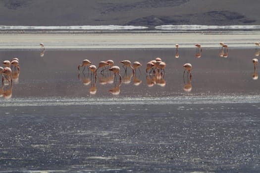 Flamencos in Eduardo Alveroa, Uyuni Bolivia