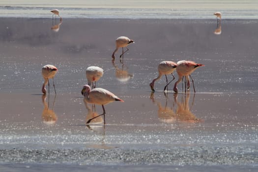 Flamencos in Eduardo Alveroa, Uyuni Bolivia