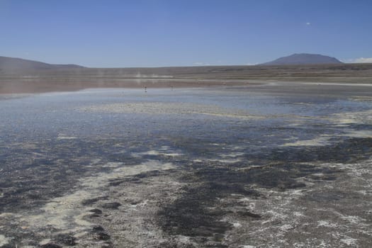 Flamencos in Eduardo Alveroa, Uyuni Bolivia