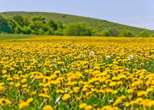 Beautiful countryside landscape in Transylvania, with green grass and dandelions