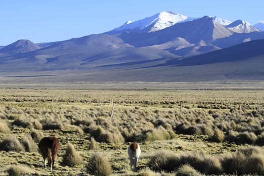 Parque Nacional Sajama