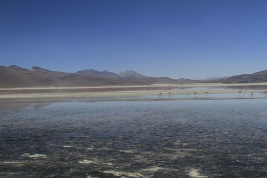 Flamencos in Eduardo Alveroa, Uyuni Bolivia