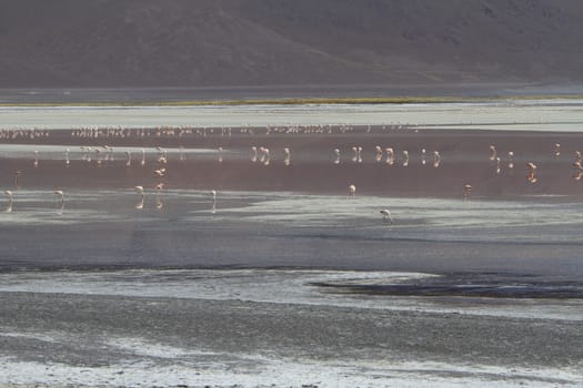 Flamencos in Eduardo Alveroa, Uyuni Bolivia