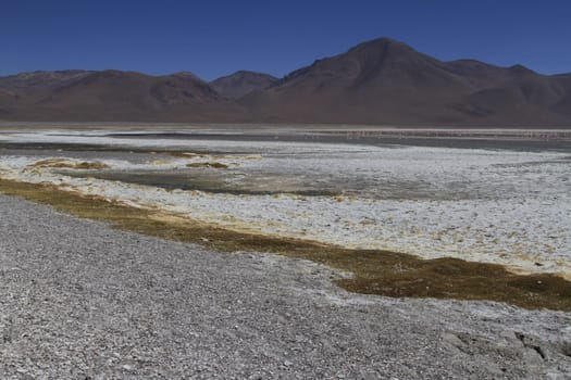 Flamencos in Eduardo Alveroa, Uyuni Bolivia