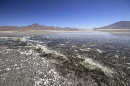 Flamencos in Eduardo Alveroa, Uyuni Bolivia