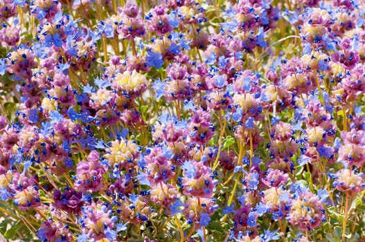 Blooming Desert