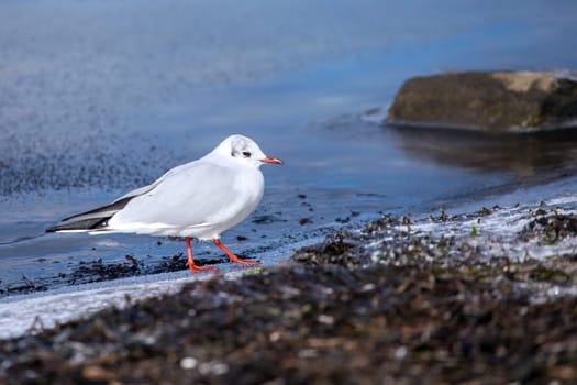 Seagull on the beach