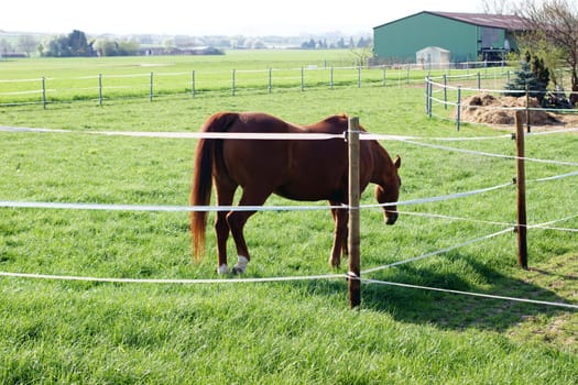 Ein Pferd grast auf einer  umzäunten Weide.