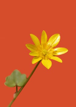 Die freigestellte Blüte des Scharbockkrautes.
