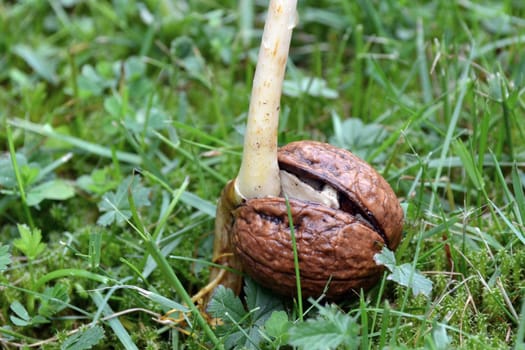 Creation of a walnut tree
