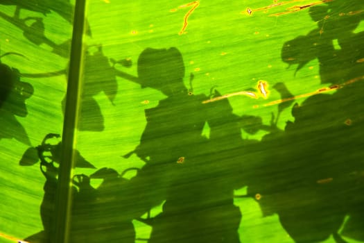 shadow and structure of a palm leave like a shadow play