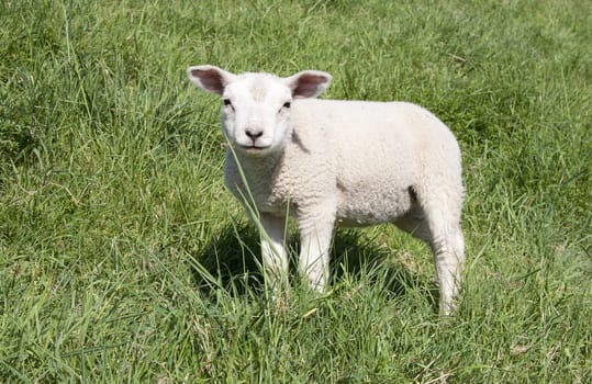 Cute lamb in spring in the meadow, the Netherlands