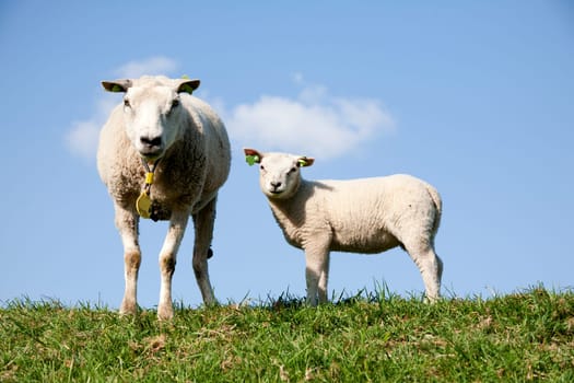 Sheep and lamb in the meadow