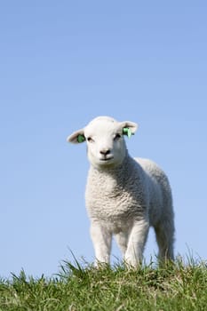 Cute lamb in spring in the Netherlands
