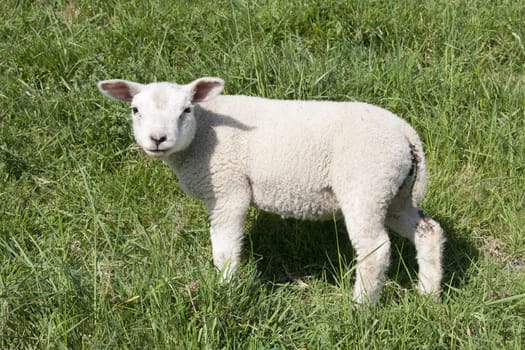 Cute lamb in spring in the meadow, the Netherlands