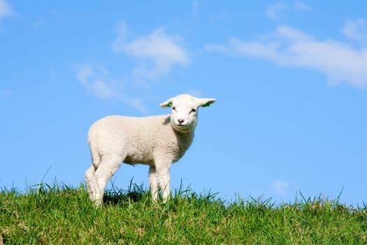 Cute lamb in the meadow, the Netherlands