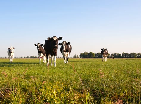 Dutch cows in the meadow