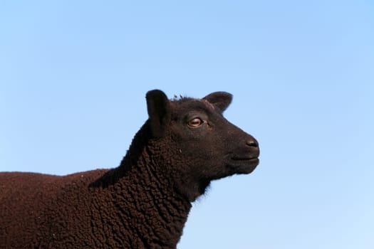Black sheep in the meadow, the Netherlands