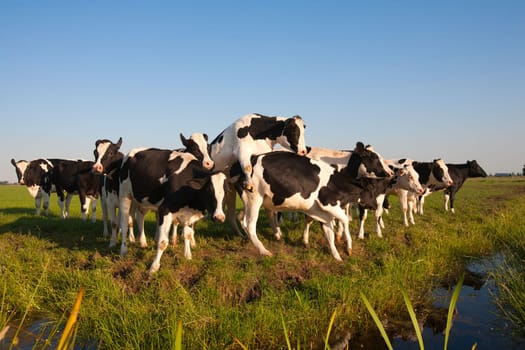 Dutch cows in the meadow