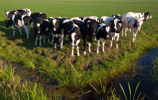 Dutch cows in the meadow