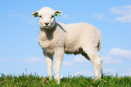Cute lamb in the meadow, the Netherlands