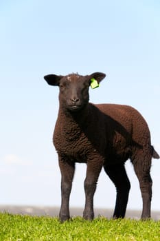 Black sheep in the meadow, the Netherlands