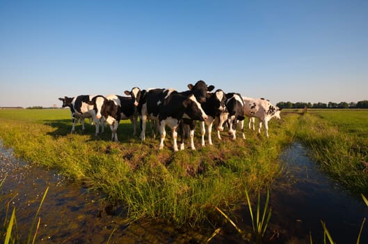 Dutch cows in the meadow