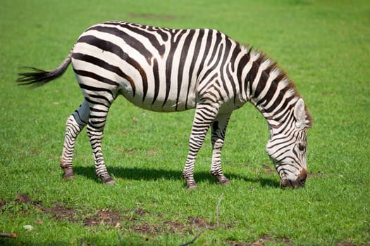 Zebra grazing in a meadow