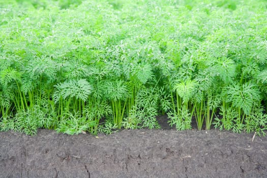 Close up image of a carrot field