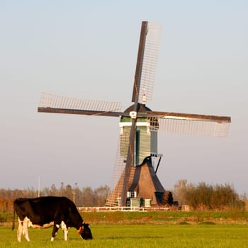 Traditional Dutch windmill with cow in Groot-Ammers, the Netherlands
