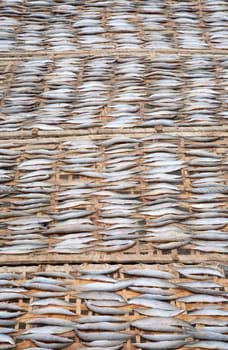 Fish drying in the sun in the Mekong Delta, Vietnam