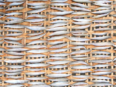 Fish drying in the sun in the Mekong Delta, Vietnam