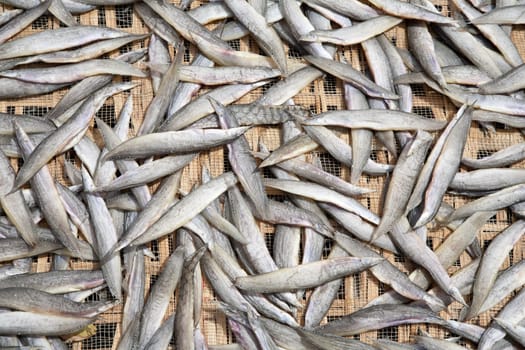 Fish drying in the sun in the Mekong Delta, Vietnam