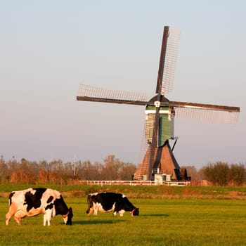 Traditional Dutch windmill with cows in Groot-Ammers, the Netherlands