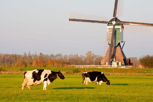 Traditional Dutch windmill with cows in Groot-Ammers, the Netherlands