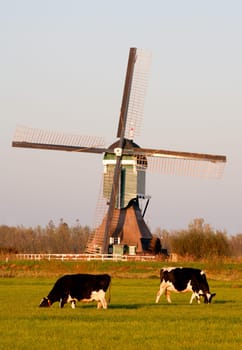 Traditional Dutch windmill with cows in Groot-Ammers, the Netherlands