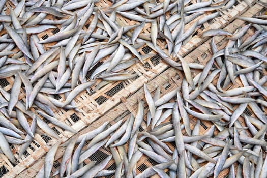Fish drying in the sun in the Mekong Delta, Vietnam
